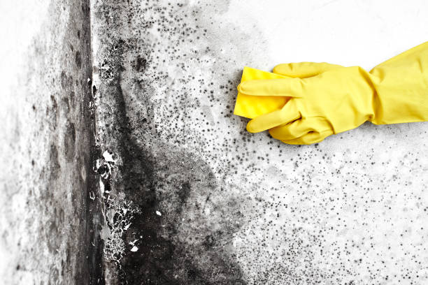 Mold Remediation for Rental Properties in Palisade, CO